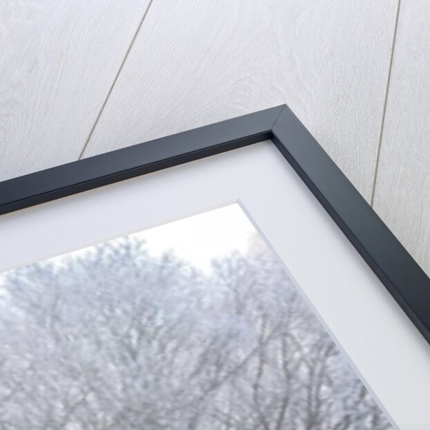 Misty forest by Assaf Frank